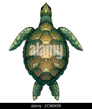 Color cartoon illustration of green turtle. The object is separate from the background. Illustration for printing on T-shirts, covers, sketches of tat Stock Vector