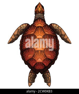 Color cartoon illustration of turtle. The object is separate from the background. Illustration for printing on T-shirts, covers, sketches of tattoos a Stock Vector
