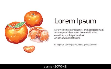 Banner with color cartoon illustrations of mandarin and citrus. Vector template for presentations, banners, flyers and your design.