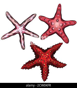 Set of color cartoon illustrations of starfishes. The object is separate from the background. Illustration for printing on T-shirts, covers, sketches Stock Vector