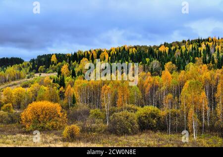 Bright and multicolored autumn landscape. Forest on hill in a luxurious decoration, golden, red, orange foliage of deсiduous  trees, green coniferous Stock Photo