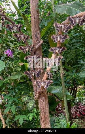 A large moth perched on a tree trunk in the Tandayapa Valley of Ecuador ...