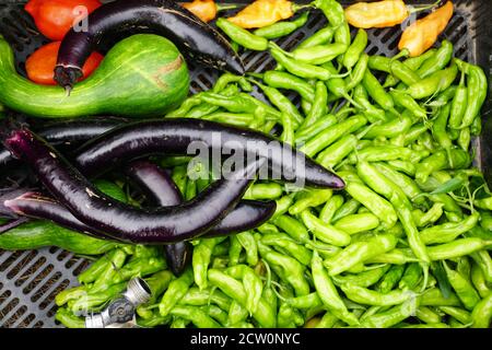 A pile of fresh harvest of vegetable, including eggplants, jalapeno peppers, yellow peppers and tomatoes Stock Photo