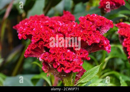 Beautiful dark red color of Cockscomb 'Bombay Fire' flower Stock Photo