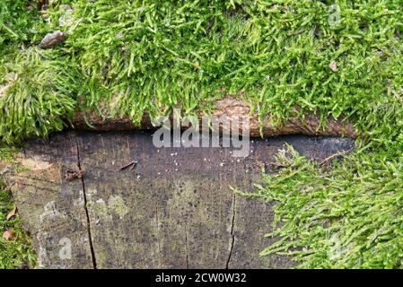 old tree stump covered with moss closeup selective focus Stock Photo