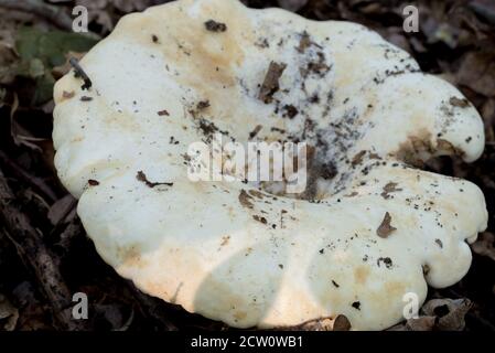 Lactifluus vellereus  fleecy milk cap in forest selective focus Stock Photo