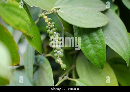 Black pepper is a flowering vine in the family Piperaceae, cultivated for its fruit, known as a peppercorn, which is usually dried and used as a spice Stock Photo