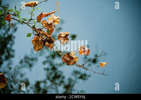Dead leaves on an autumn day against a grey background Stock Photo