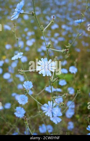Cichorium Intybus Stock Photo