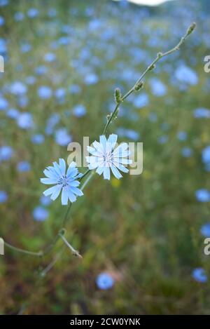Cichorium Intybus Stock Photo