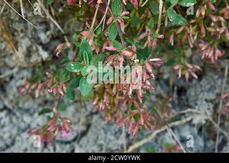 Saponaria ocymoides plants in bloom Stock Photo