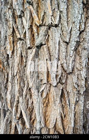 Old wooden tree bark texture. Background of old wood fragment Stock Photo