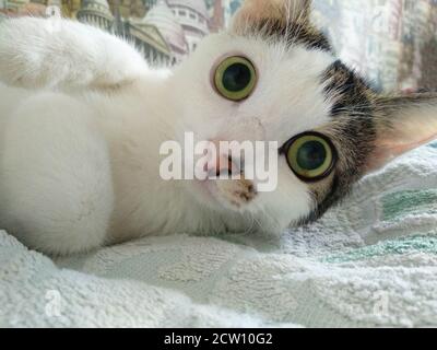 Surprised cat lying on bed and looking at camera Stock Photo