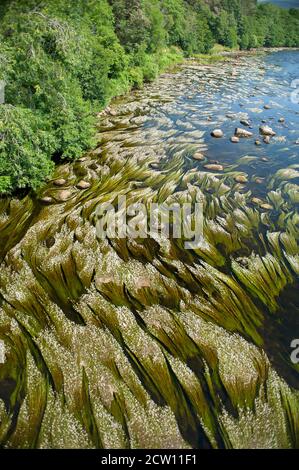 Common Water Crowfoot (Ranunculus aquatics) thriving on the River Spey in the Scottish Highlands Stock Photo