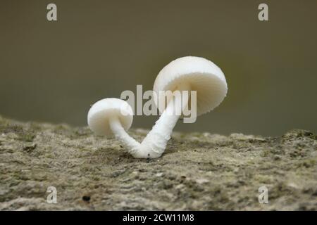 two little white mushrooms on the wood Stock Photo