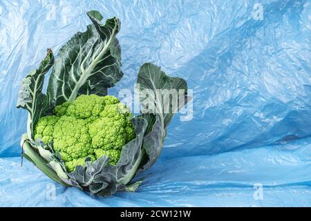 Green Sicilian cauliflower (Trapani) with leaves, on a light blue background with empty space on the right Stock Photo