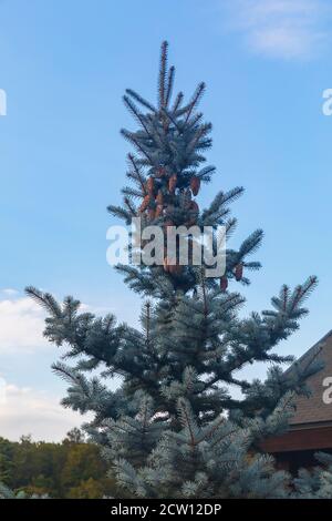 Blue spruce with cones against the sky Stock Photo