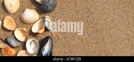 different seashell lie on the sandy beach Stock Photo