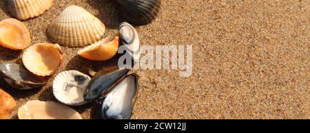 different seashell lie on the sandy beach Stock Photo