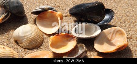 different seashell lie on the sandy beach Stock Photo