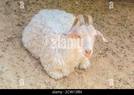 Nice sheep relaxing on ground at the zoo Stock Photo