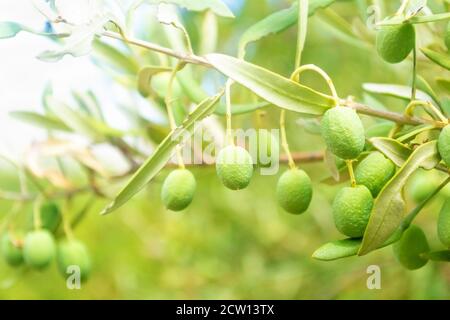 Fresh olives hanging on olive branch, selective focus Stock Photo