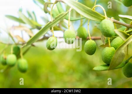 Fresh olives hanging on olive branch, selective focus Stock Photo