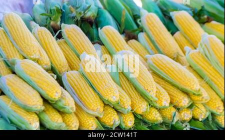 Fresh sweet raw corn ears, closeup, top view Stock Photo