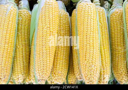 Fresh sweet raw corn ears, closeup, top view Stock Photo