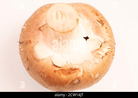 Portobello mushrooms, Agaricus Brunnescens Stock Photo