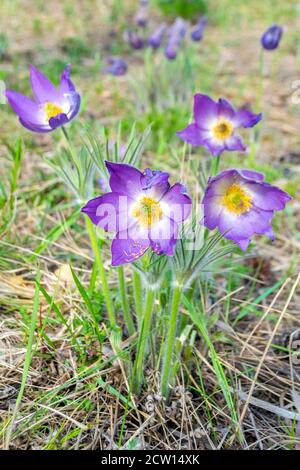 First spring blue snowdrops flowers at the field by the forest Stock Photo