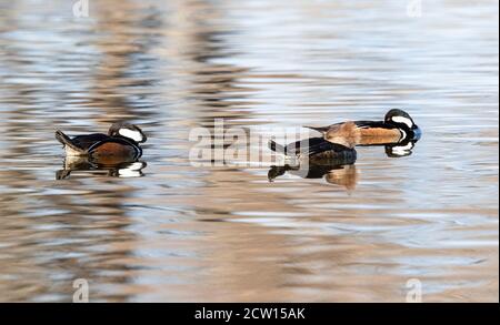 Three Hooded Merganser ducks sleep peacefully on the calmly drifting waters of a placid lake. Stock Photo