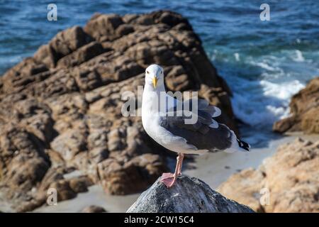 Close-up of a seagull on the west coast of the USA. Bird Rock on a historic 17-Mile Drive at Monterey Bay on California Pacific Ocean coast. Shallow d Stock Photo