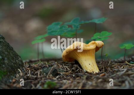 Edible mushroom Cantharellus cibarius in the spruce forest. Known as Golden Chanterelle. Yellow wild mushroom growing in the needles. Stock Photo