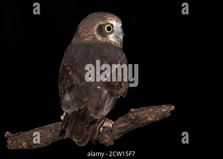 The Morepork in the dark (Ninox novaeseelandiae) Stock Photo