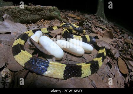 Bungarus fasciatus is a venomous snake from South East Asia. They are normally found in palm oil estates. Stock Photo