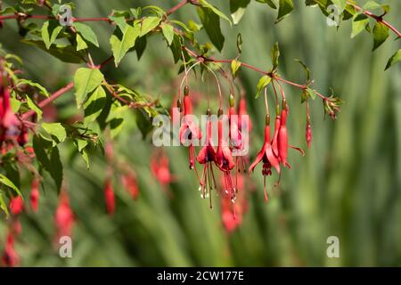 Beautiful red purple hanging Fuchsia flowers in full bloom with bright green leaves lit by the sun. Blurred green background Stock Photo