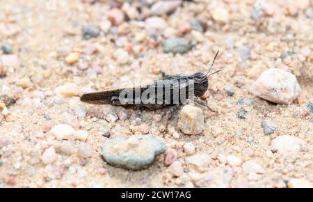 A Beautifully Patterned Black and Gray Adult Northern Red-winged Grasshopper (Arphia pseudonietana) Perched on the Rocky Ground Stock Photo