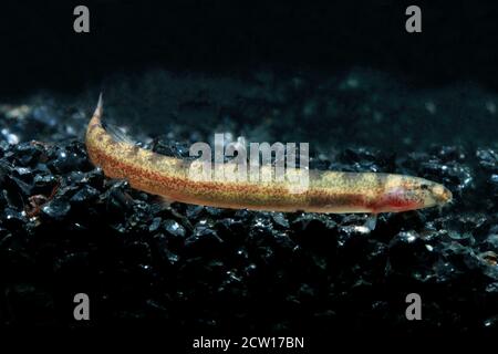 Pangio piperata is a species of pangio fish found in Malay Peninsula. Stock Photo