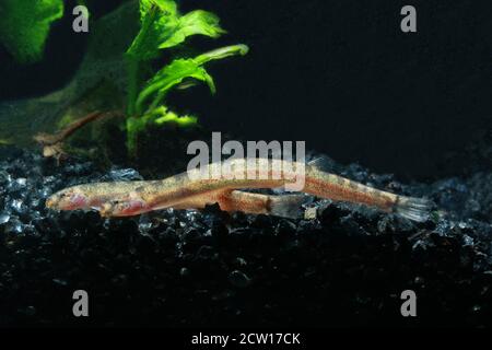 Pangio piperata is a species of pangio fish found in Malay Peninsula. Stock Photo