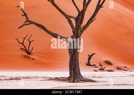 A dead tree in the Namibian Dead Vlei stands elegantly in the salt pan of the red desert Stock Photo