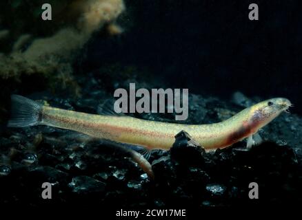 Pangio piperata is a species of pangio fish found in Malay Peninsula. Stock Photo