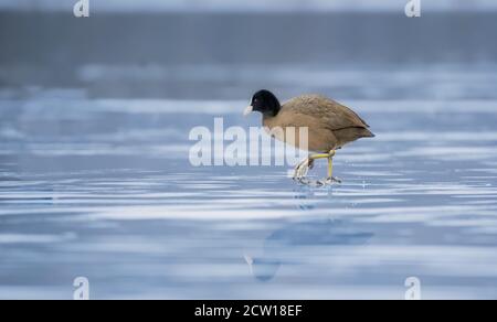 Eurasian Coot walking on the ice in winter, the best photo Stock Photo