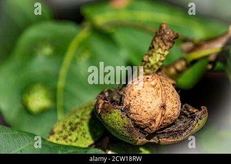The mature walnut in the green outer shell still hanging on the tree Stock Photo
