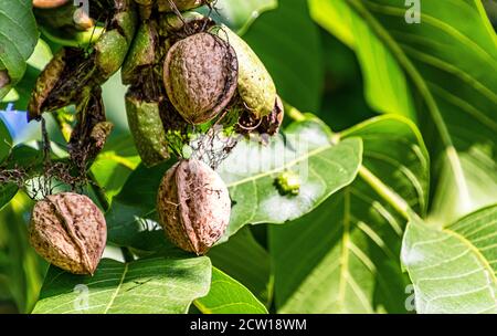 The mature walnuts in the green outer shell still hanging on the tree. Stock Photo