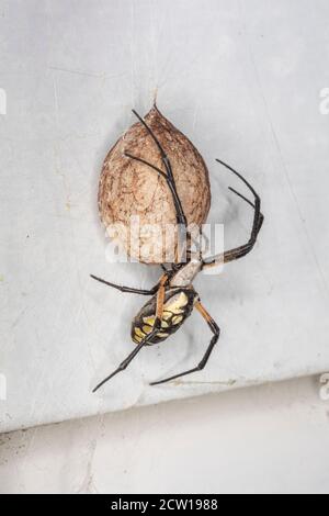 Darden spider and egg sac, Pennsylvania, USA Stock Photo