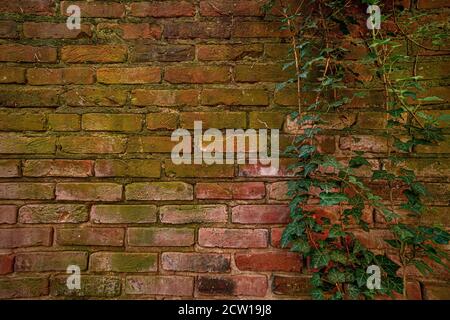 Old weathered &worn brick wall with ivy vines, Philadelphia, USA Stock Photo