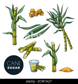 Sugar cane plant and leaves color sketch vector illustration. Natural organic sweetener. Hand drawn vintage isolated design elements. Stock Vector
