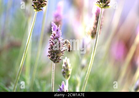Bee perched on a lavender flower. Macro photo. Stock Photo