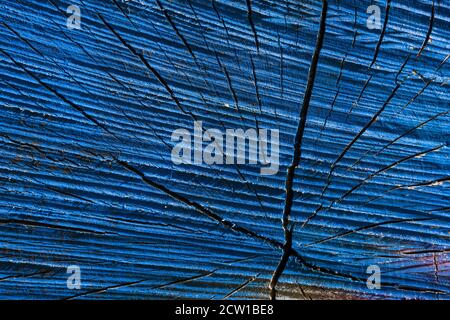 structure of a painted tree trunk Stock Photo